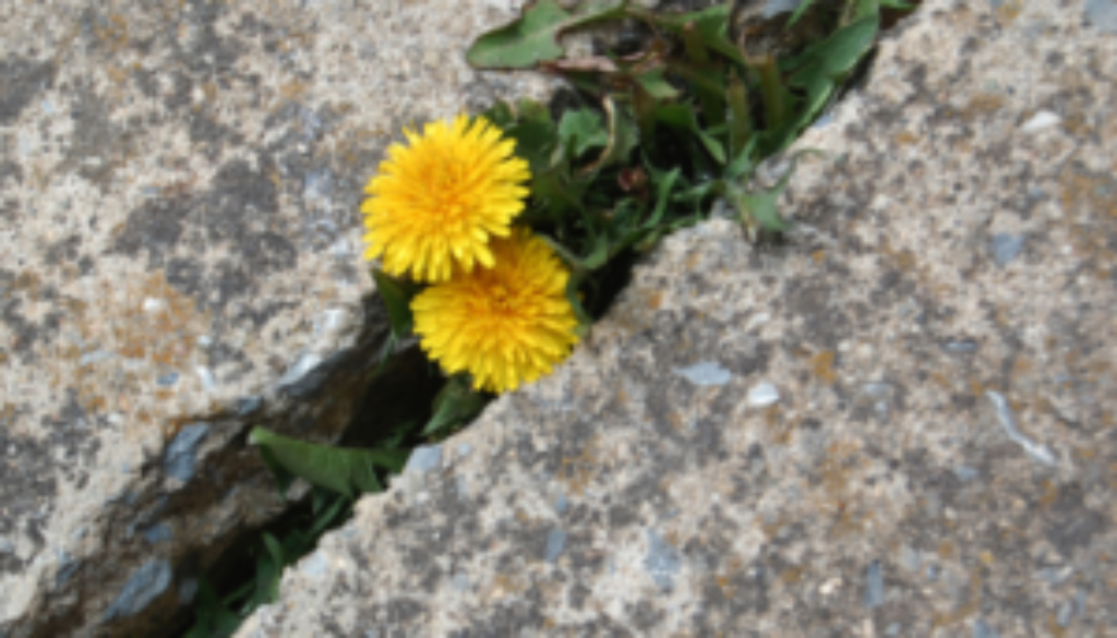 How to Be A Survivor & A Resourceful Individual