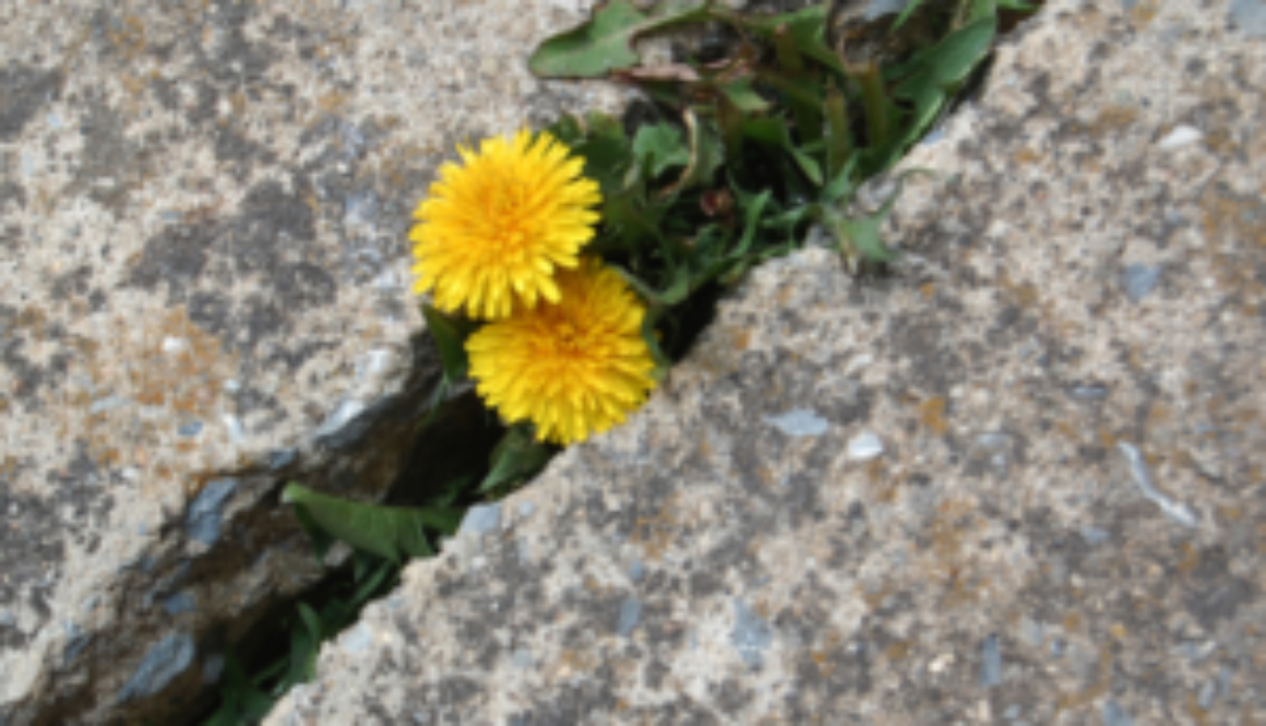 How to Be A Survivor & A Resourceful Individual